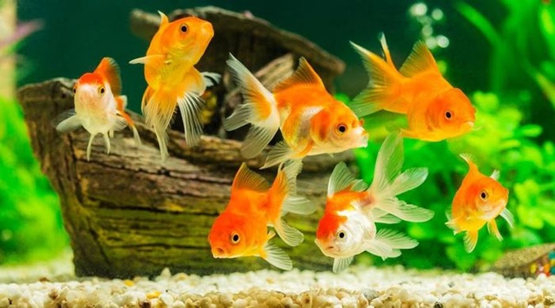 Mơ thấy đàn cá bơi lội trong làn nước trong vắt là điềm báo tài lộc hanh thông, vạn sự như ý.