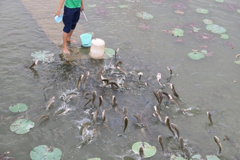 Chiêm bao thấy nhiều cá lóc tượng trưng cho sức sống bền bỉ và những tin vui về đường gia đạo.