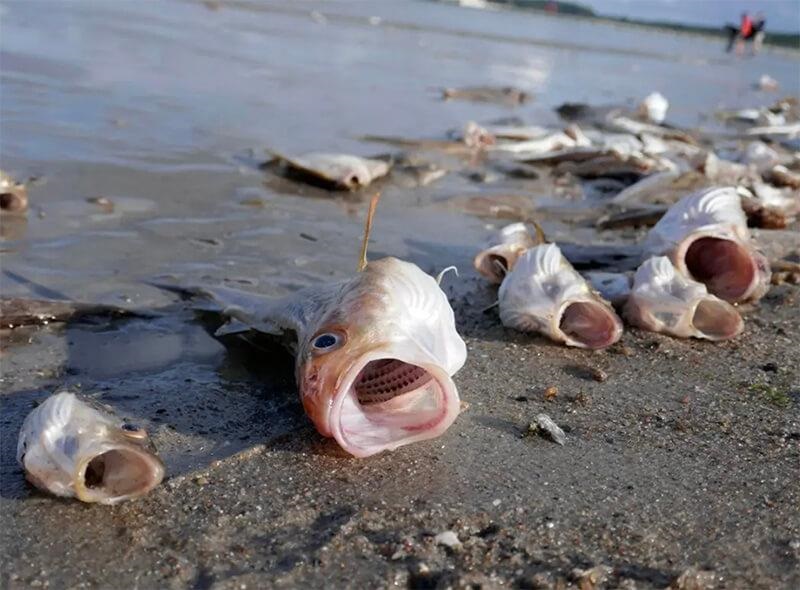 Cảnh báo về sự đình trệ và hao tài tốn của khi gặp giấc mơ cá chết hàng loạt.