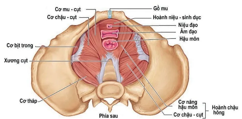 Cơ sàn chậu đóng vai trò quan trọng trong cảm giác tình dục, nhịp co thắt khi cực khoái và sức khỏe sinh lý nữ.