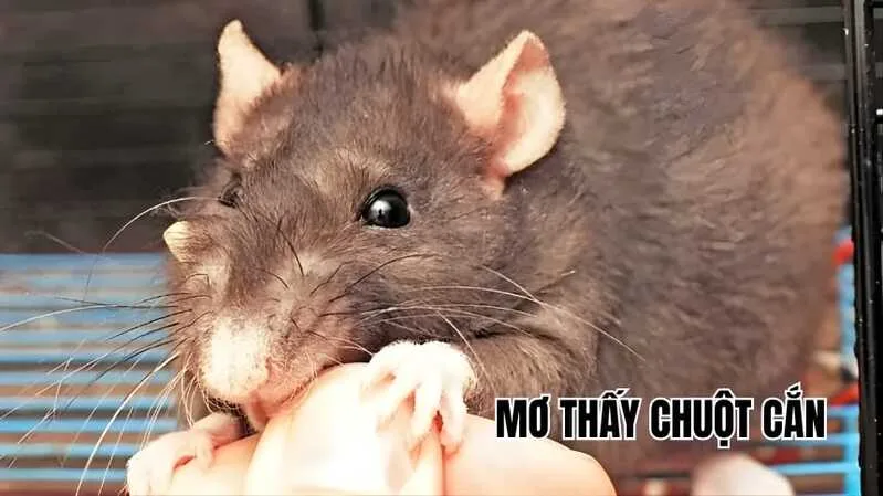 Mỗi tình huống mơ thấy chuột có thể gợi ra ý nghĩa và con số tham khảo khác nhau